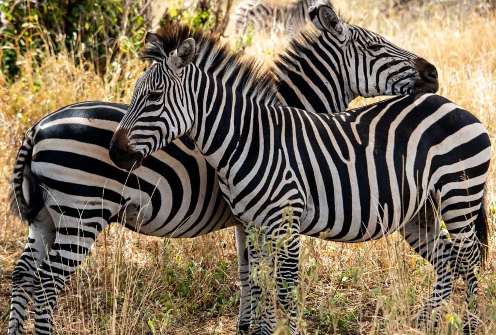Two zebras standing in dry grass on an East African safari